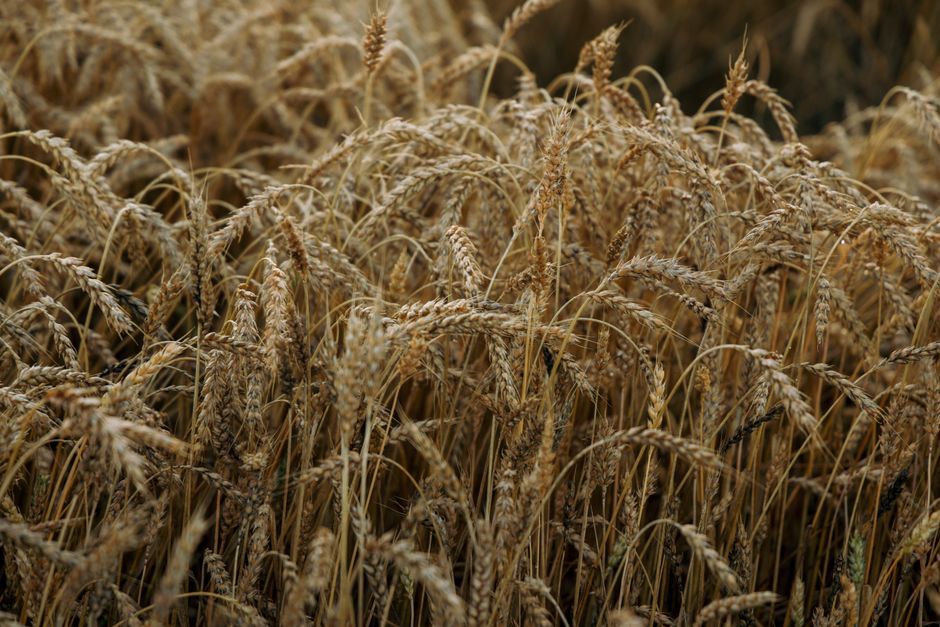 Close-up of ripe wheat stalks swaying in the breeze in Ivano-Frankivsk, Ukraine. — иллюстративное фото